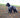 All about Spaniels - Chow Bella Ltd
