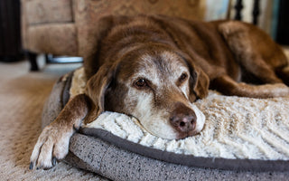 Understanding and Supporting the Needs of Aging Dogs