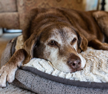 Understanding and Supporting the Needs of Aging Dogs