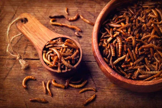 The Buzz About Insect-Based Cat Food - Chow Bella Ltd