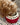 Cockapoo puppy drinking from personalised ceramic bowl – Chow Bella