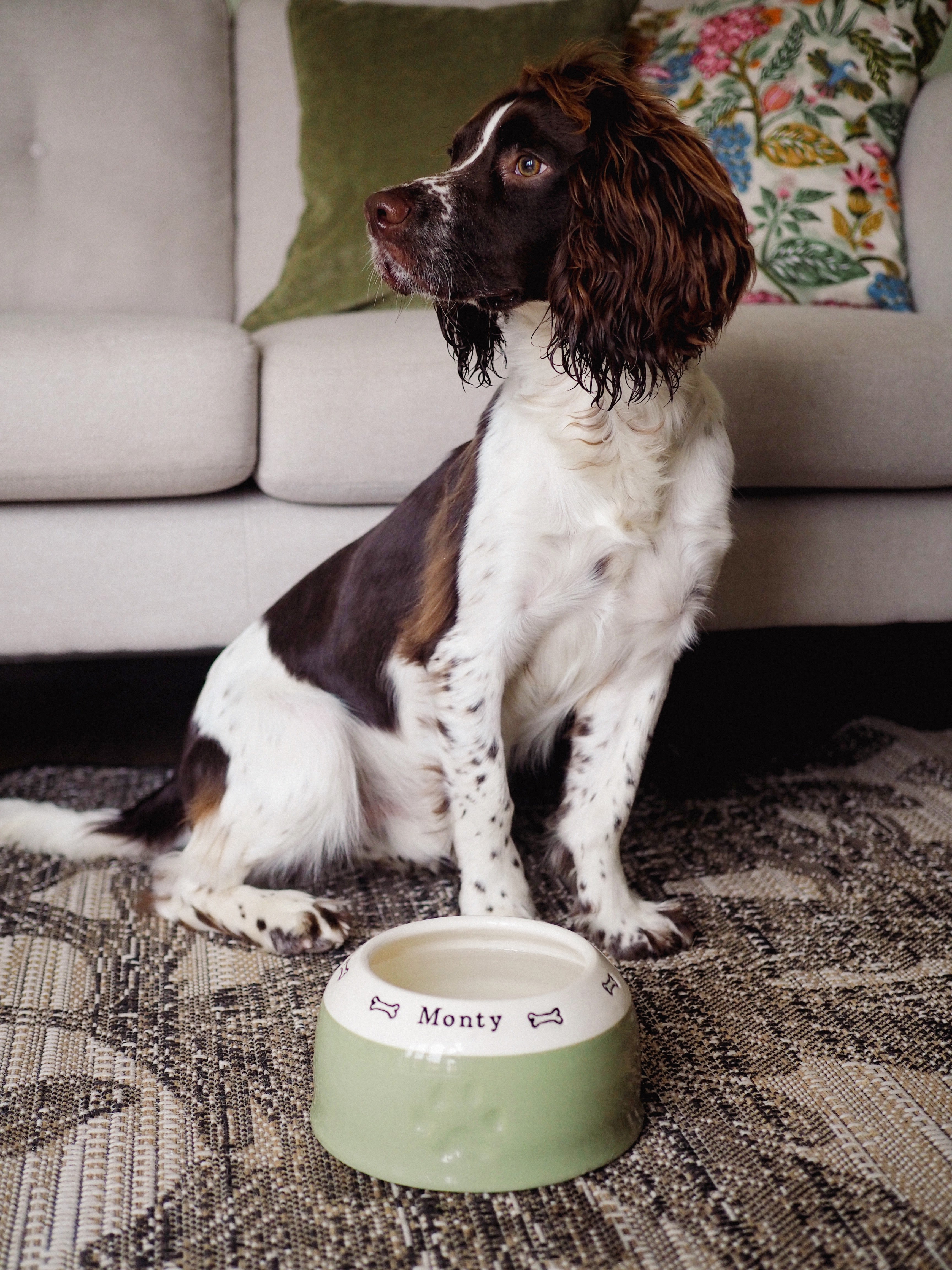 Springer Spaniel Bowl