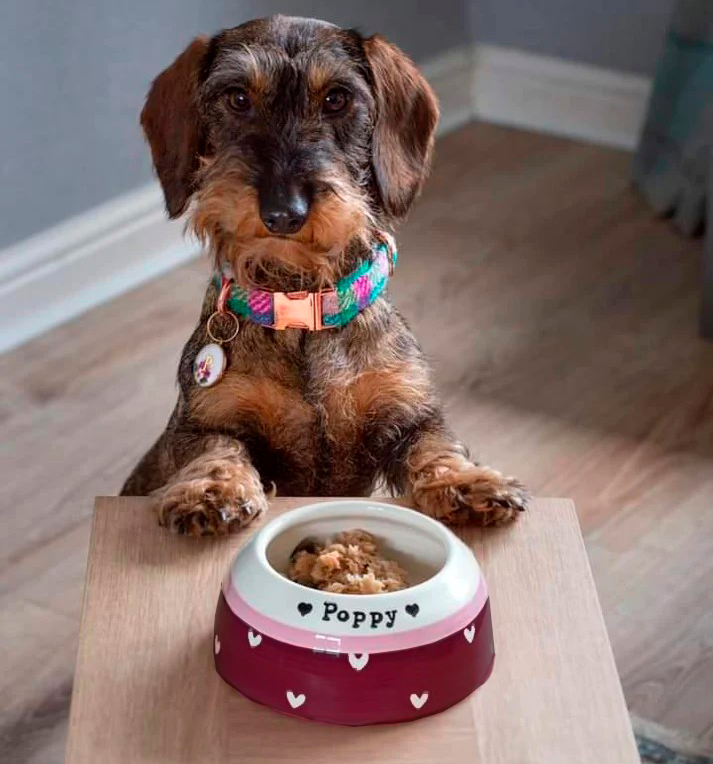 Bella dog online food near me