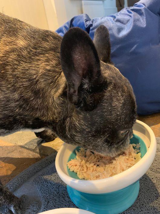 Bulldog Bowl - Chow Bella Ltd