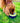 An Irish Setter eating from a navy blue and green bowl with the name Murphy on the rim.