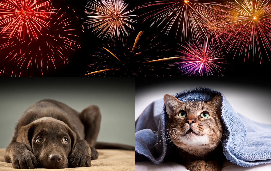 Ensuring a Stress-free Fireworks Season for Your Furry Family