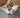 Set-Up For Success: Preparing for your New Puppy