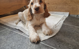Set-Up For Success: Preparing for your New Puppy