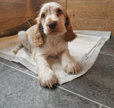 Set-Up For Success: Preparing for your New Puppy