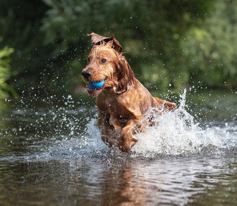 A Deep Dive into Cocker Spaniel Health: Spotting Common Conditions and Ensuring Optimal Care - Chow Bella Ltd
