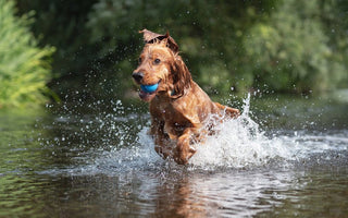 A Deep Dive into Cocker Spaniel Health: Spotting Common Conditions and Ensuring Optimal Care - Chow Bella Ltd