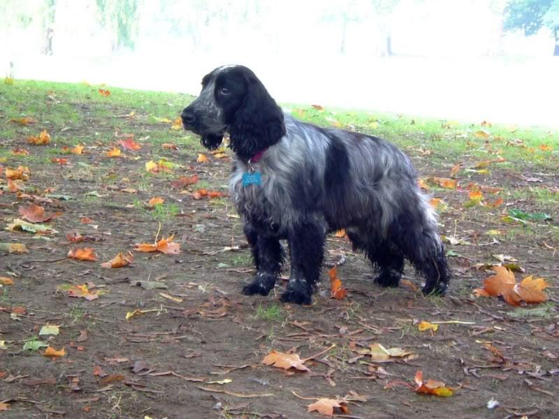 All about Spaniels - Chow Bella Ltd
