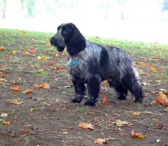 All about Spaniels - Chow Bella Ltd