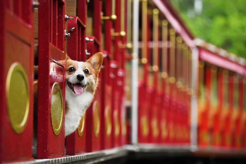 All The King's Horses and All The Queen's Dogs - Chow Bella Ltd