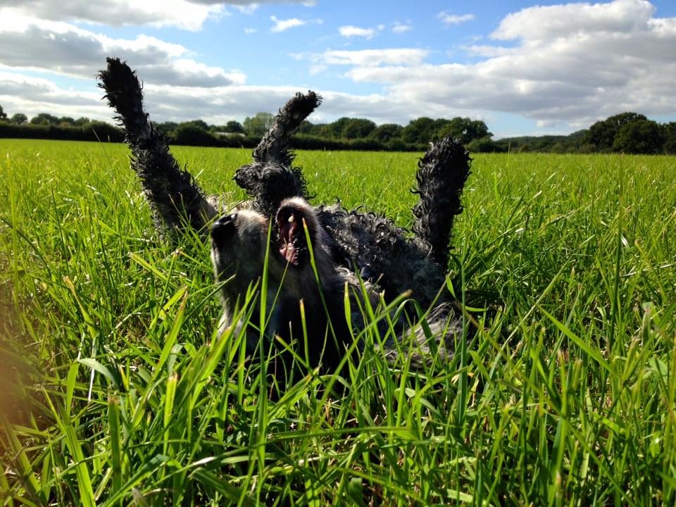 Bella - or how it all began - Chow Bella Ltd