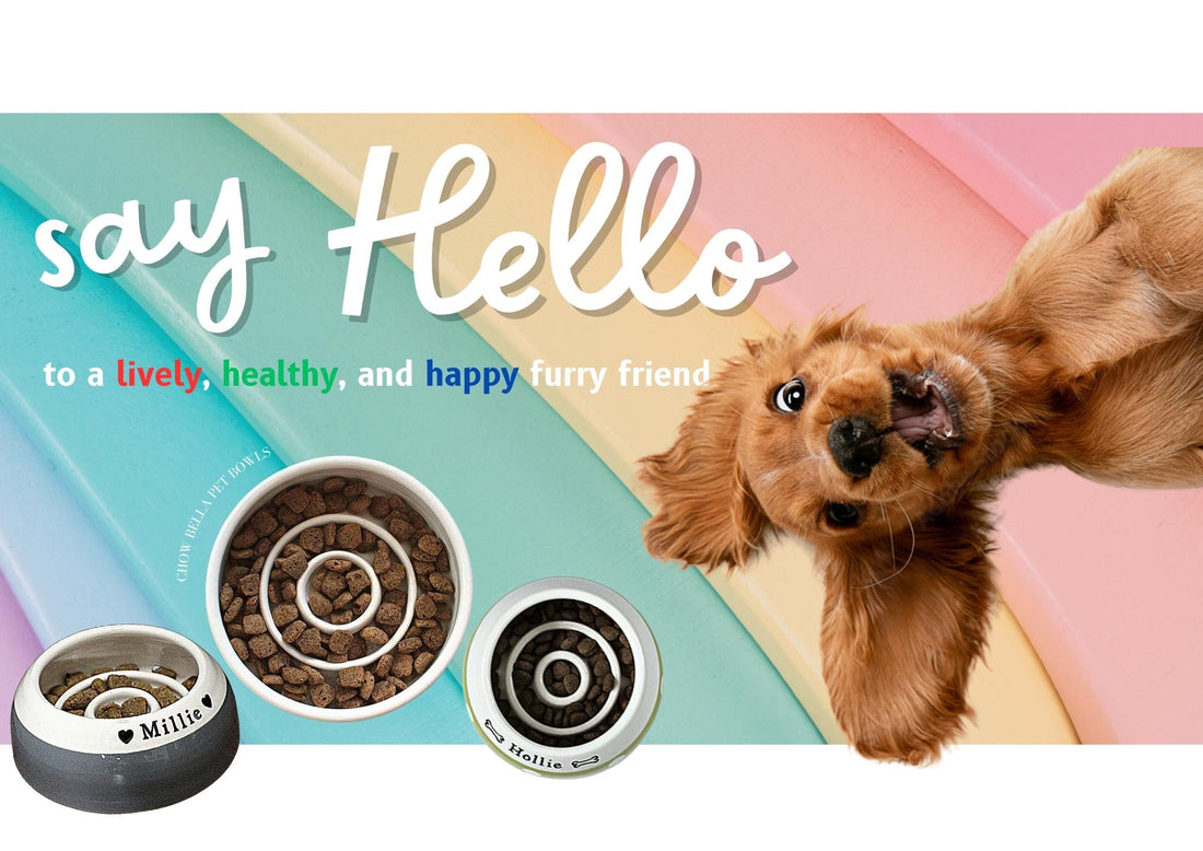 Eat Slow, Stay Sharp: Unleashing Your Dog's Mental Power with Slow Feeder Bowls - Chow Bella Ltd