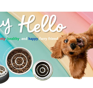Eat Slow, Stay Sharp: Unleashing Your Dog's Mental Power with Slow Feeder Bowls - Chow Bella Ltd