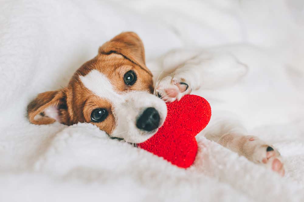 How to let your dog know how much you really Love them! - Chow Bella Ltd