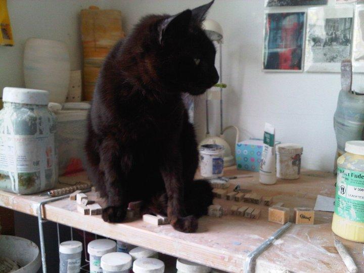 National Adopt a Cat Month - Chow Bella Ltd