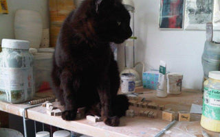 National Adopt a Cat Month - Chow Bella Ltd