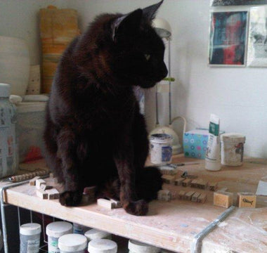 National Adopt a Cat Month - Chow Bella Ltd