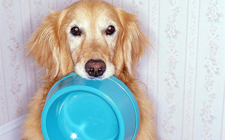 a dog sitting holding a plastic dog bowl in its mouth