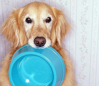 a dog sitting holding a plastic dog bowl in its mouth