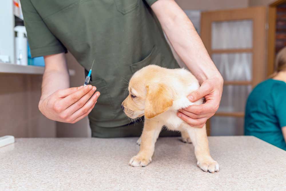 Puppy Health 101: A Guide to Vaccinations for Your Furry Friend - Chow Bella Ltd