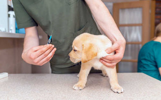 Puppy Health 101: A Guide to Vaccinations for Your Furry Friend - Chow Bella Ltd