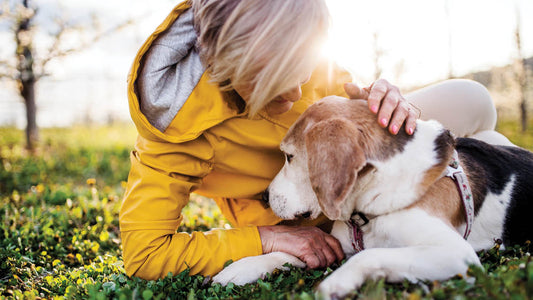 Understanding Pet Euthanasia: Making Informed Decisions for Your Beloved Companion