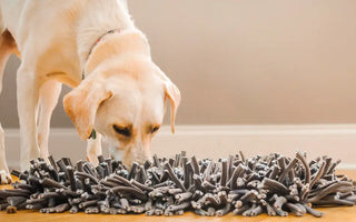 A labrador searching for treats in a snuffle mat
