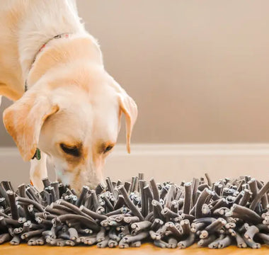 A labrador searching for treats in a snuffle mat
