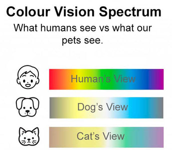 The Colourful World of Pets: How Colour Affects Our Furry Friends - Chow Bella Ltd