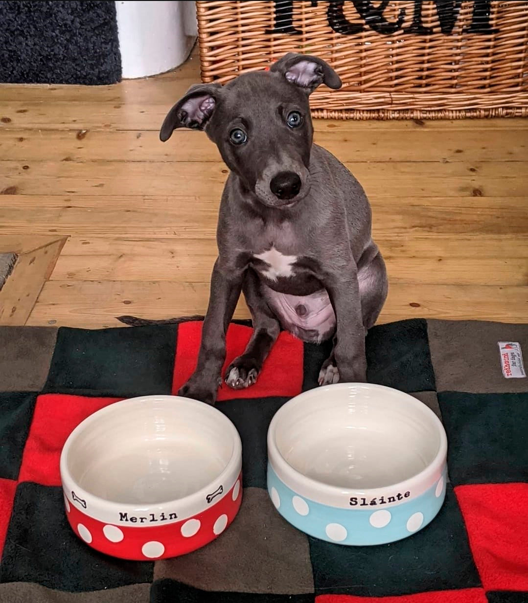 Medium Dog Bowls