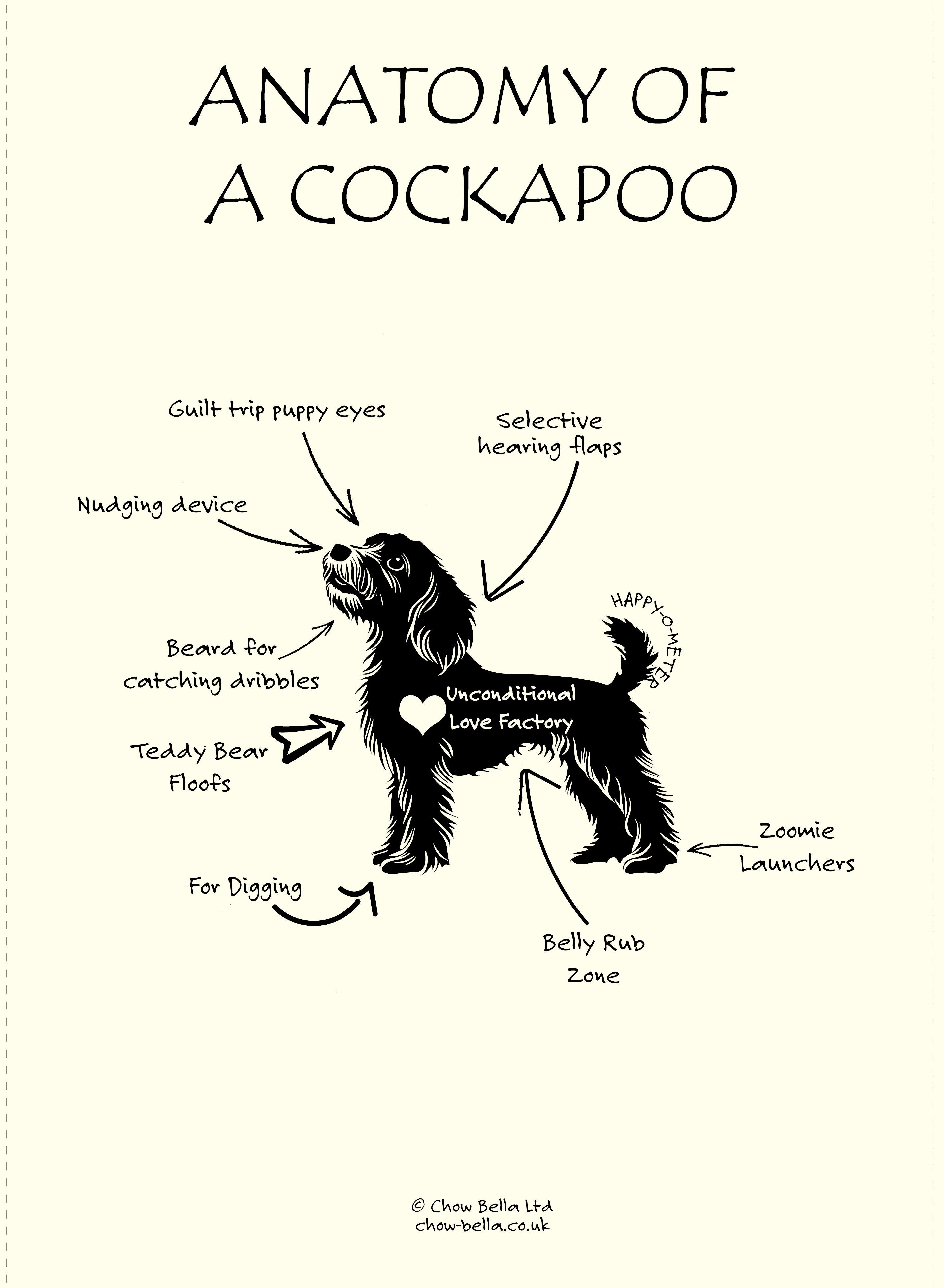 Anatomy of a Cockapoo Tea Towel – Chow Bella Ltd
