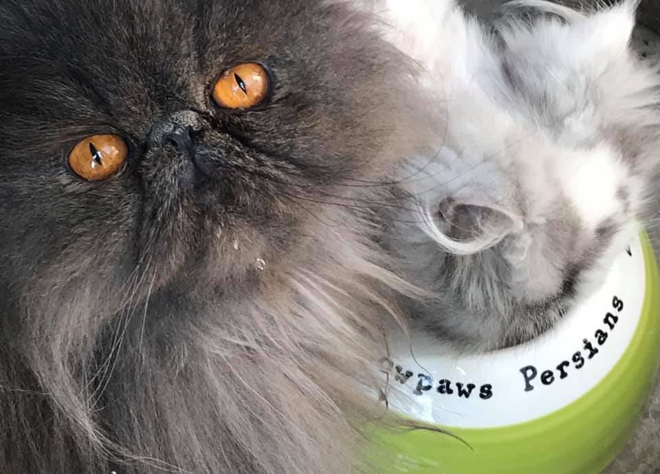 Beehive Cat Bowl Chow Bella Ltd