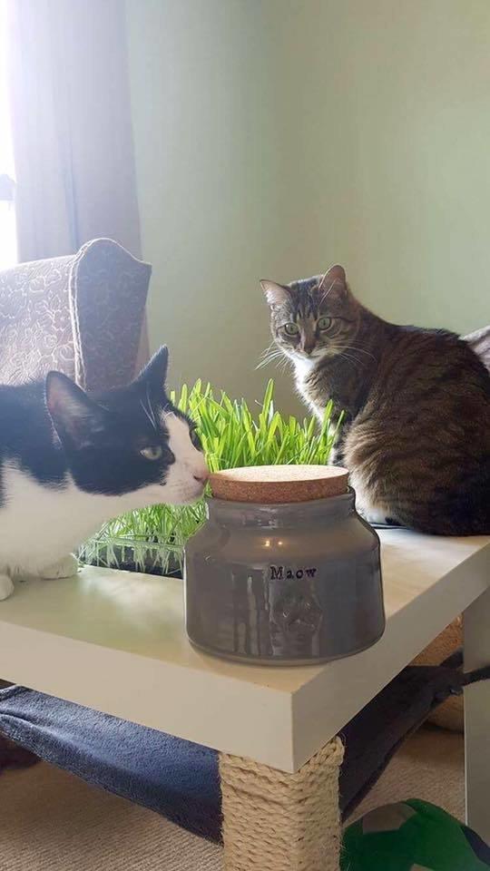 Cat Treat Jars - Chow Bella Ltd