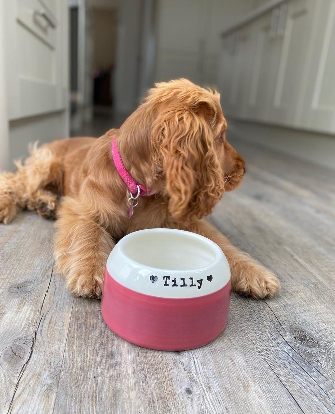 Cocker Spaniel Bowl - Chow Bella Ltd