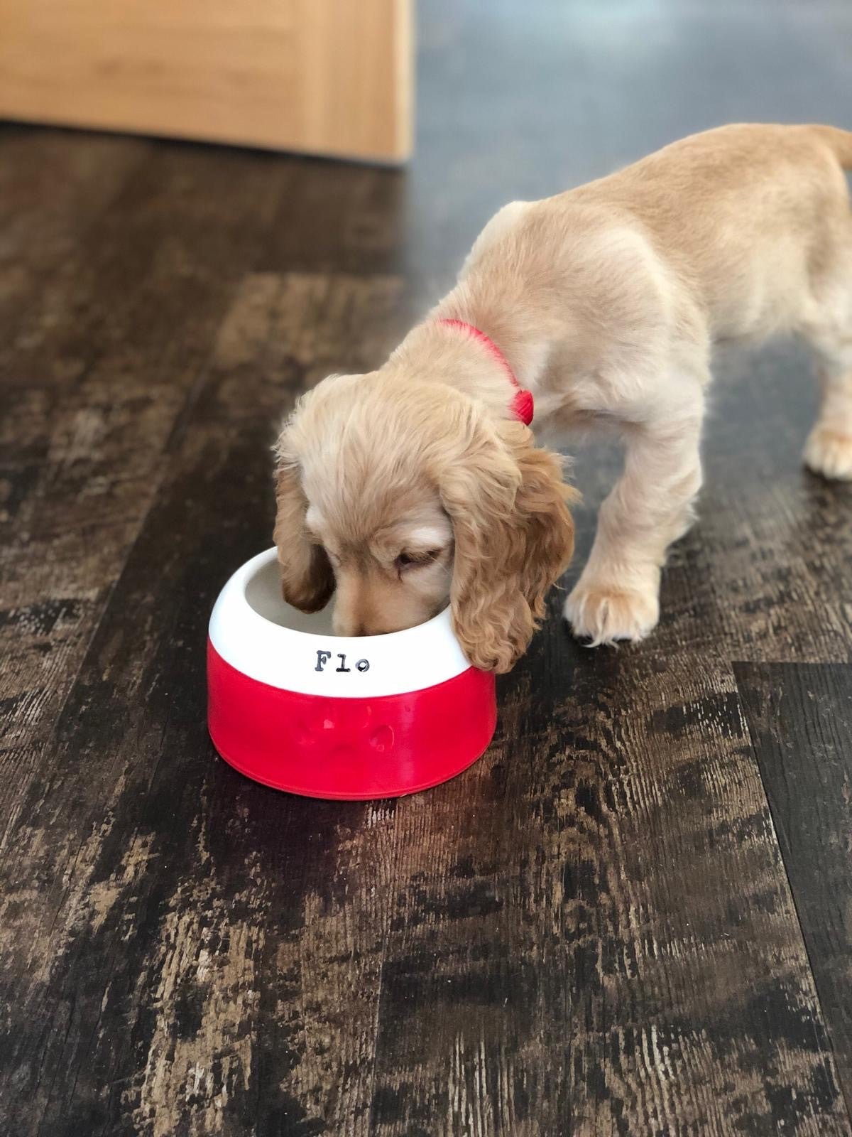 Cocker Spaniel Bowl - Chow Bella Ltd