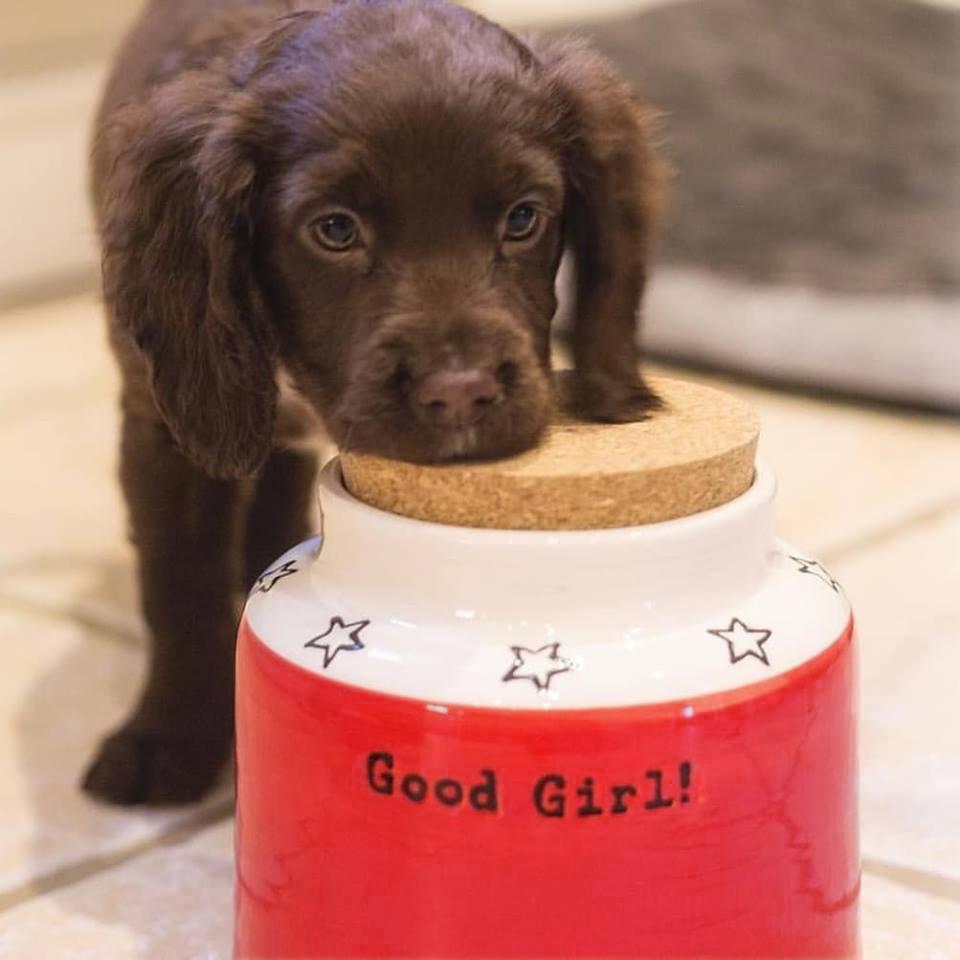 Dog Treat Jars - Chow Bella Ltd