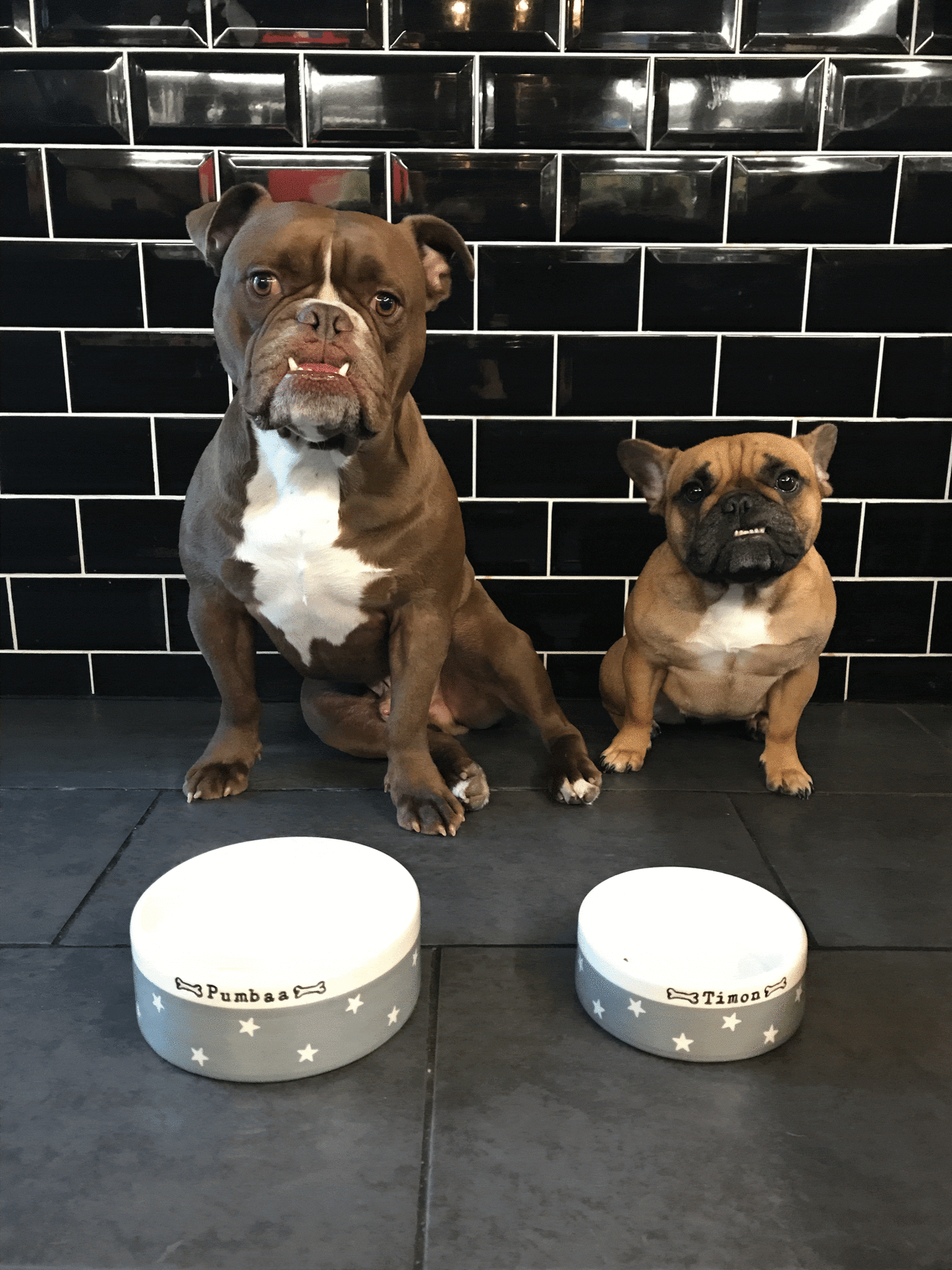 Medium Dog Bowls - Chow Bella Ltd