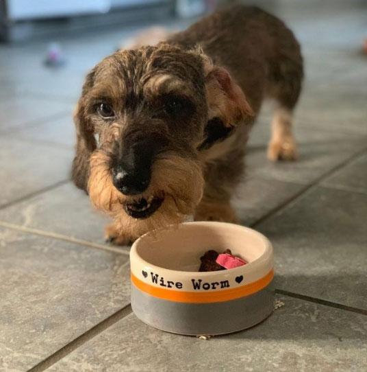 Mini Dachshund Bowl - Chow Bella Ltd