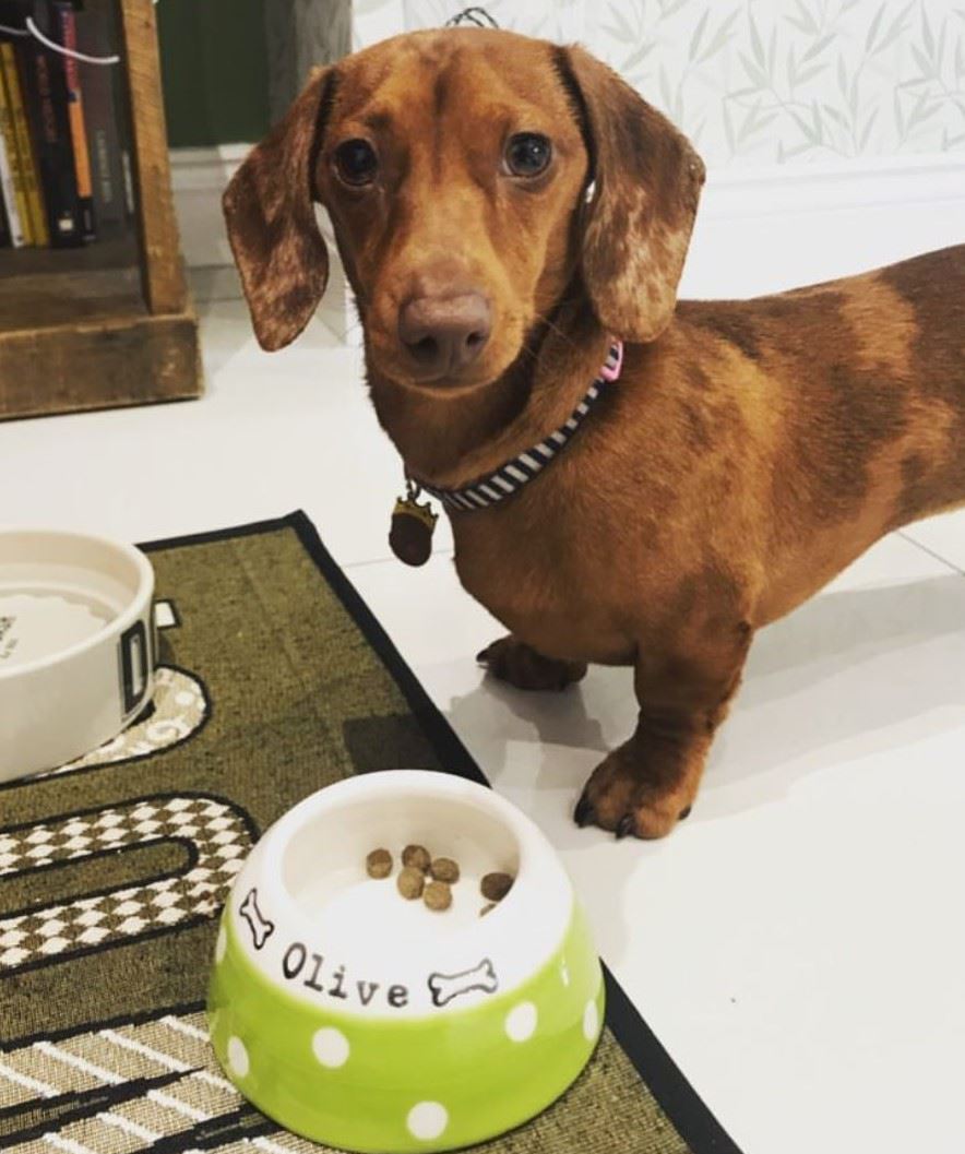 Mini Dachshund Bowls – Chow Bella Ltd - Main Image