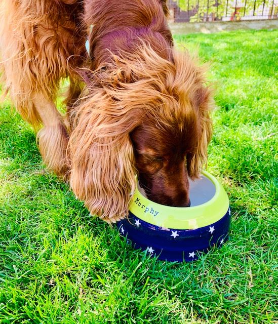 Setter/Basset Bowl - Chow Bella Ltd